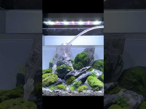 Thai Micro Crab Marimo Moss Ball Iwagumi!