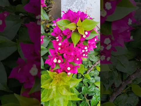 Bougainville Flowers Plant 🌿🌷 | #bougainvillea #flowers #shorts #letsgardenup