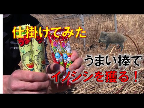 箱罠でイノシシを獲るためにうまい棒を餌にしてみた（仕掛けるところまで）