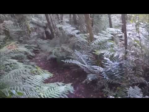 Walk to Sabine Falls, Otway Ranges