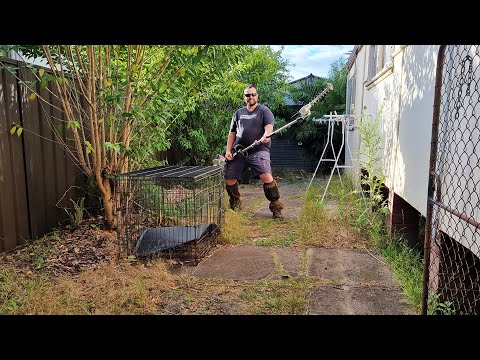 INSANELY Filthy OVERGROWN Driveway - DIRTY TO CLEAN Satisfying Clean Up