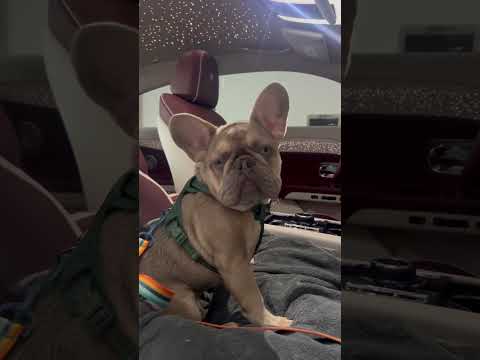 Who let Bear outside? Paw Patrol in the Big Body Rolls Royce Spectre #viral #shorts #frenchbulldog