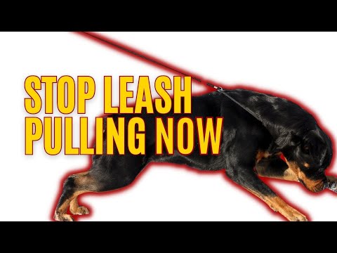 The Secret to Leash Control: Leash Mastery