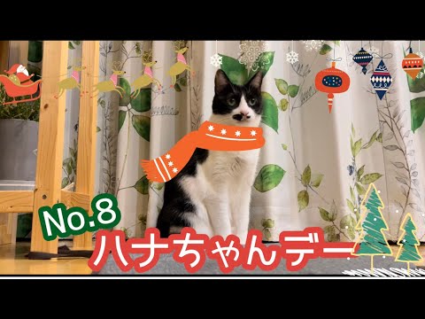 【こんにちは！ハナちゃんです】毎月８日はハナちゃんデーＮｏ.８