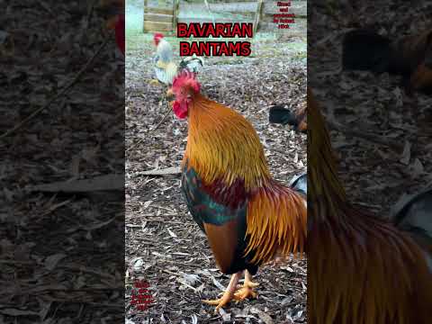 Traditional chicken breeds with crowing roosters: Phonix, La Flèche, Spangled Hamburg #chickens