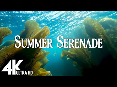 Summer Serenade - Dream Soul