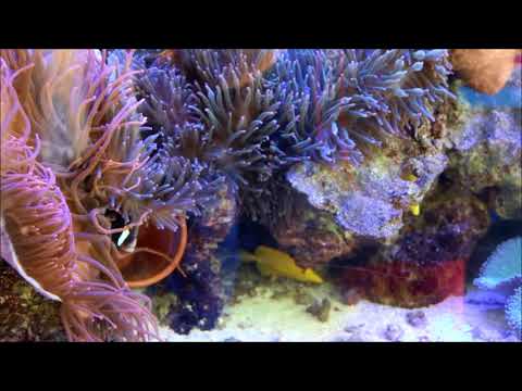 黑金鋼小丑對魚Mccullochi anemonefish（a couple）