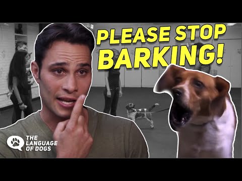 When Dogs Won’t Stop Barking W/ Dog Expert Justin Silver