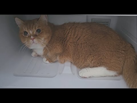 냉장고에서 나오기 싫은 먼치킨고양이^^: Munchkin cat doesn't want to come out of the refrigerator^^: #먼치킨고양이 #냉장고