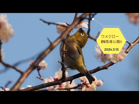 2024.3.15  ウメジローIN馬場公園２