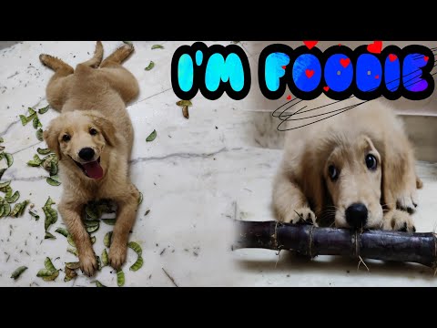 #shorts Zoe um Naanum | Zoe The Golden Retriever | Zoe naughty times | ramya's recipe |