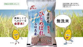 日本一早い　金芽米 石垣島産ひとめぼれ発売