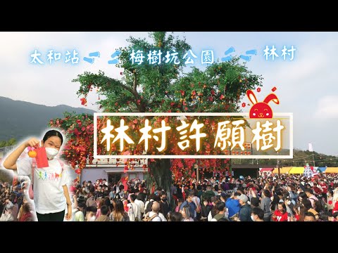 大埔林村許願樹 |香港許願節2023 | 拋寶牒 |放蓮花燈 |祈福 |梅樹坑公園 |大埔 |香港好去處 |親子郊遊路線 #新年好去處 #香港好去處 #林村許願樹 #農曆新年 {香港好好玩}