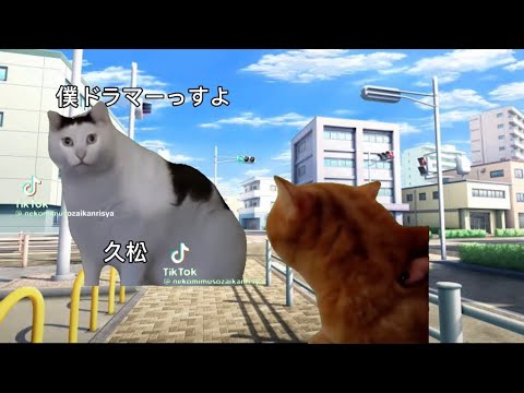 今のさよならミオちゃんになるまで #猫ミーム