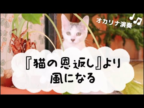 Ocarina『猫の恩返し』風になる オカリナ演奏