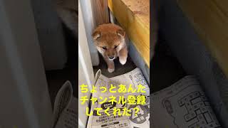 おそるおそるチャンネル登録を勧める豆柴赤ちゃん#豆柴#犬#ワンちゃん#癒し#dog