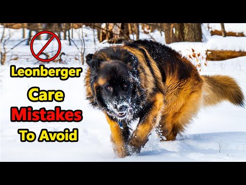 10 Things You Should Never ❌ Do With A Leonberger Dog❗