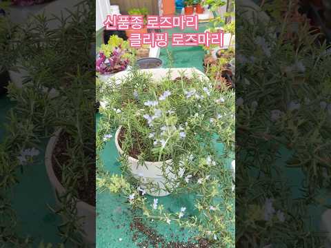 꽃이 계속피는 신품종 로즈마리 #shorts