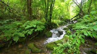 Calming Birds Chirping, Babbling Brook, Forest Sounds, Nature Sounds