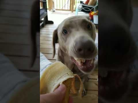 MY LAST BANANA! #cute #funny #labrador #bella #ilovemydog #lab #kentuckydiggersteve