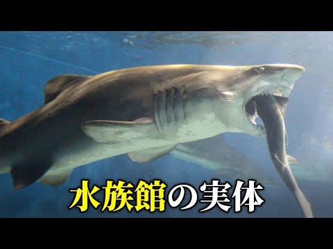 水族館のサメは他の魚を食べない！？裏では並々ならぬ努力が