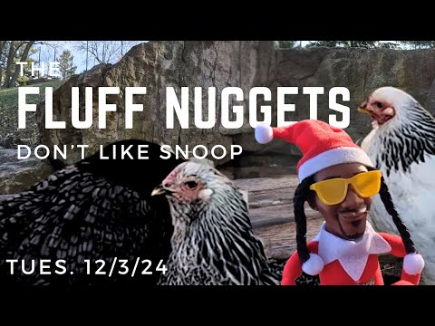 It seems Chickens don’t like Snoop Dog