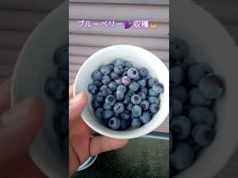 ブルーベリー🍇収穫🧺 #shortsfeed #家庭菜園 #ブルーベリー栽培