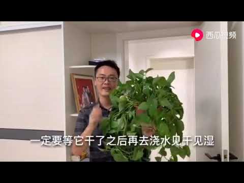 这样做可以快速的让绿萝爆盆，秒变瀑布，方法很实用哦！