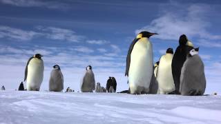 Emperor PENGUIN  皇帝ペンギン（南極大陸）4K (UHD)