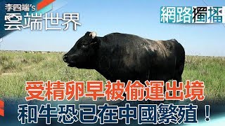 受精卵早被偷運出境 和牛恐已在中國繁殖！-李四端的雲端世界(網路獨播版)