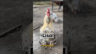 Where are you Lisa?! #lisa #names #poultry #rooster #hens #joke #chickens #lol