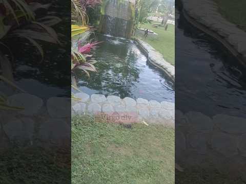 Fish pond idea l fish therapy pond l beautiful fishes.