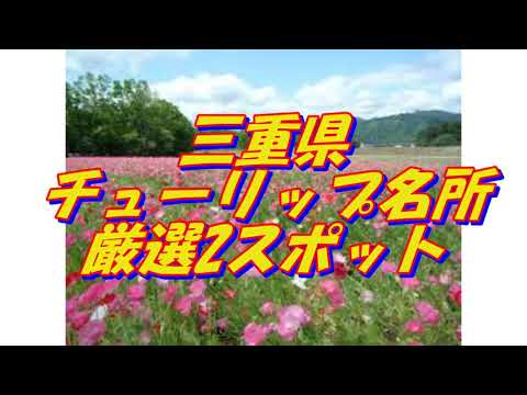 24【三重県】チューリップの名所＜2選＞