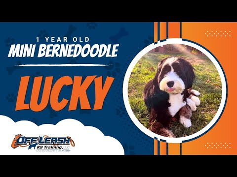 LUCKY | 1 Year Old | Mini Bernedoodle | OFF LEASH | BEST DOG TRAINERS | AMAZING RESULTS