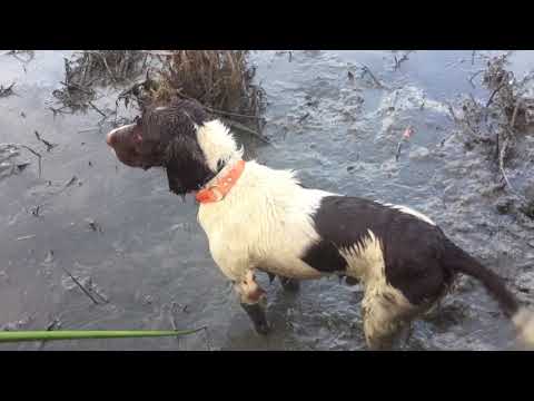 Springer duck hunting HD