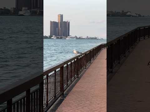 View of Detroit skyline in the US from Windsor in Canada across the Detroit River!🇺🇸🇨🇦