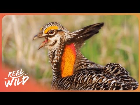 2 Hours Bird Facts To Fall Asleep To | Nature Documentary