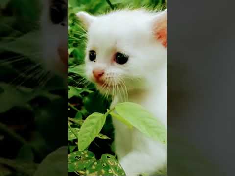 Cute cat 🐈 searching it's mother