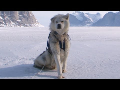 "Blacky" our canine team-mate - Sam Ford Fiord 2010 expedition