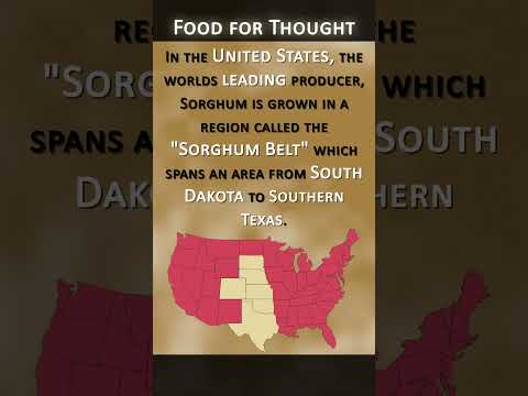 Interesting Facts About Gluten Free Sorghum