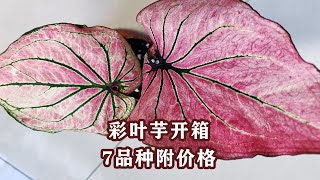 Colored Leaf Taro Unboxing Compilation: 10 pots, 7 varieties, with prices