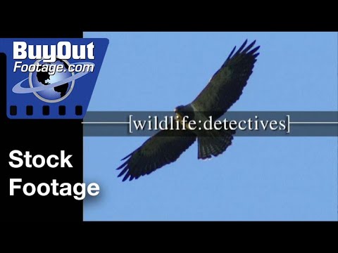 Swainson's Hawk 2002 | Nature and Wildlife Environmental Education