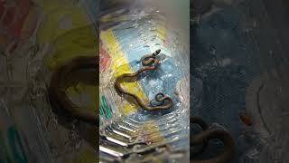 #snake #snakerescue #snakevideo#smallsnake #harharmahadev #mahadev #youtubeshorts#viralvideo #shorts