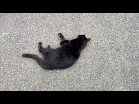 坂道で追いかけてくる黒ねこちゃん　No.７５９　２０２４年　９月２２日　１７：００　のくろねこちゃん　black cat