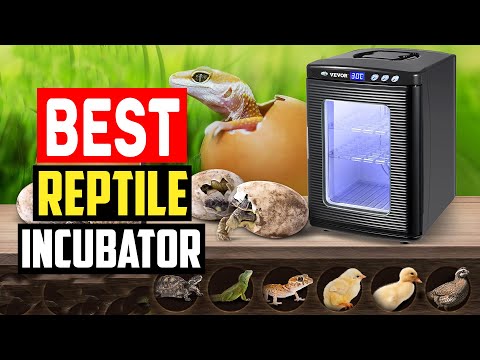 ✅Top 5 Best Reptile Incubator in 2023