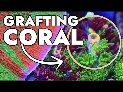 Top 10 Grafted Corals at Top Shelf Aquatics 30,000 Gallon Farm