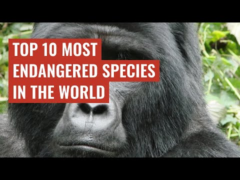 Top 10 Most Endangered Species in the World