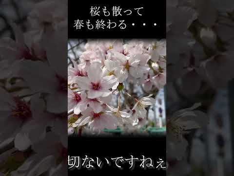 春も終わり、桜も散りました。＃shorts