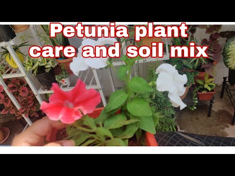 How to grow and care Petunia | Petunia soil mixture | #petunia | #youtube