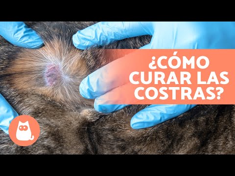 6 TRATAMIENTOS CASEROS para las COSTRAS en GATOS 🐈🧴